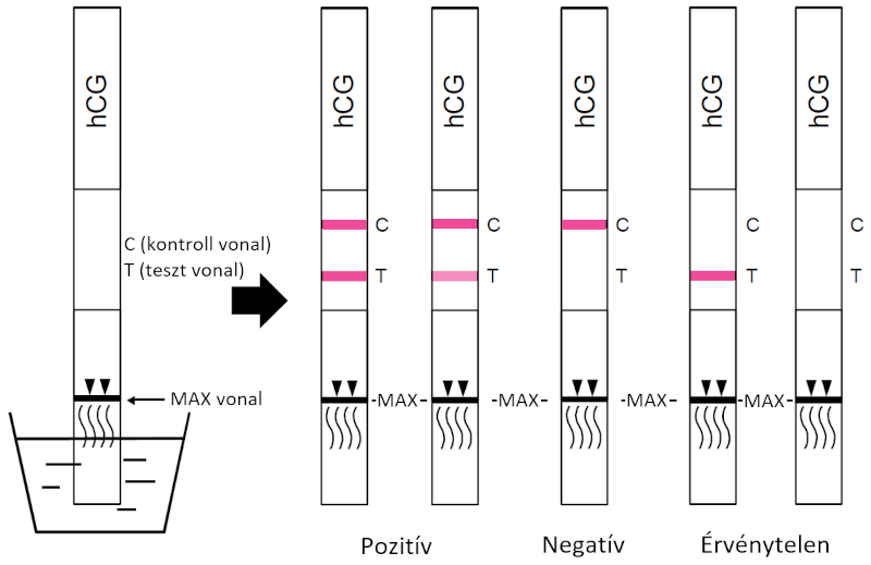 AllTest terhességi (hCG) gyorsteszt